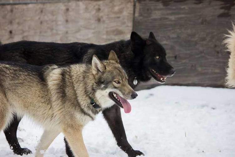 Wolfdog Wolfdog Content Pack West Wolfdog Rescue