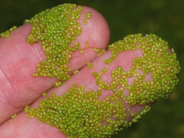 The smallest species of vascular plants in Europe, the Spotless watermeal or the Wolffia arrhiza on human fingers