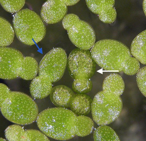 Close-up of floating W. brasiliensis (blue arrow) and W. columbiana (white arrow)