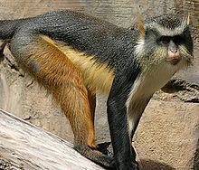 Wolf's mona monkey httpsuploadwikimediaorgwikipediacommonsthu