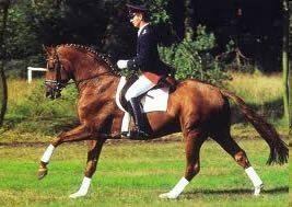 Wolkentanz Wolkentanz Hanoverian Stallion Superior Equine Dressage