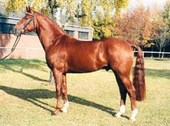 Wolkentanz Wolkentanz Hanoverian stallion Superior Equine Sires