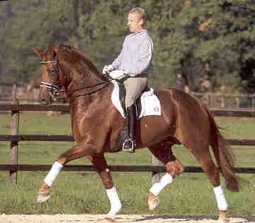 Wolkentanz Wolkentanz II Hanoverian stallion Superior Equine Sires