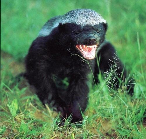Wolverine Which animal would win in a battle between a Wolverine and a Honey