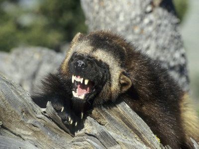 Wolverine 17 ideas about Wolverine Animal on Pinterest Bears Wild animals