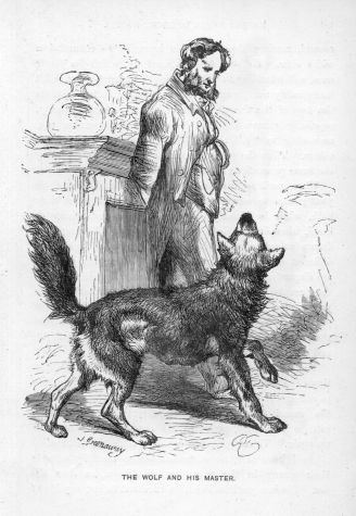 Wolves as pets and working animals