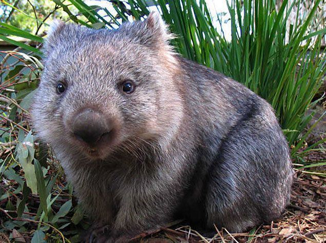 Wombat 17 Best ideas about Wombat on Pinterest Australian animals Quokka