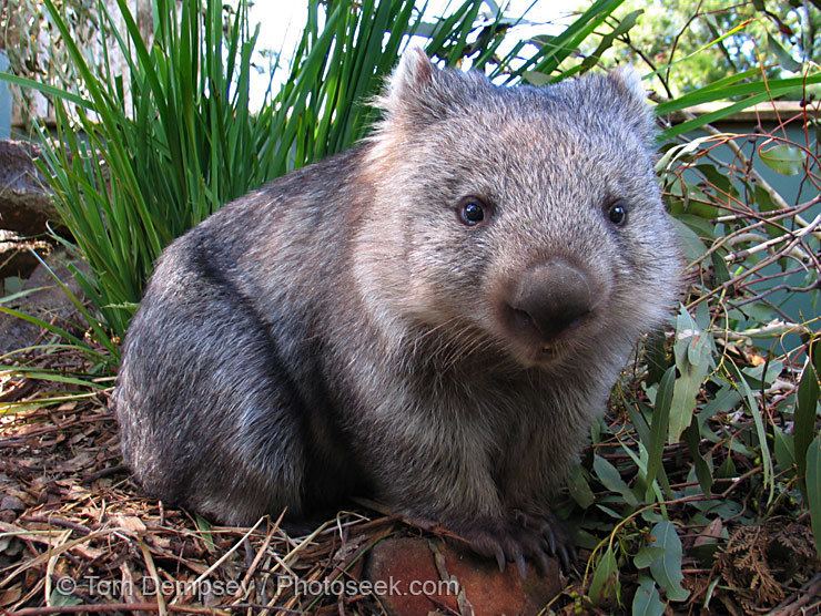 Wombat Wombats and Media