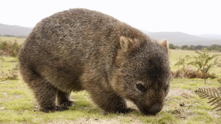 Wombat Is WOMBAT the right tool for me AIHI Australian Institute of