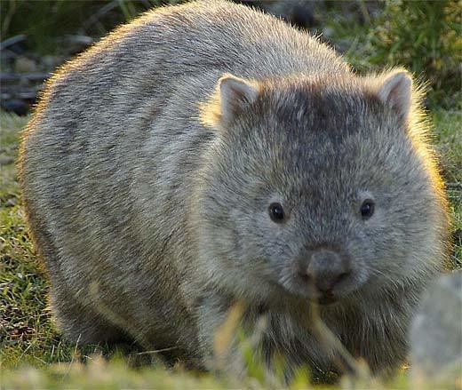 Wombat Wombats Animal Pictures and Facts FactZoocom