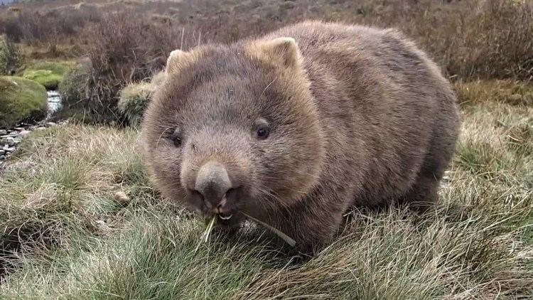 Wombat The best Wombat Movie ever been made YouTube