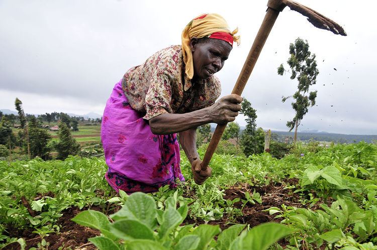 Women and agriculture in Sub-Saharan Africa