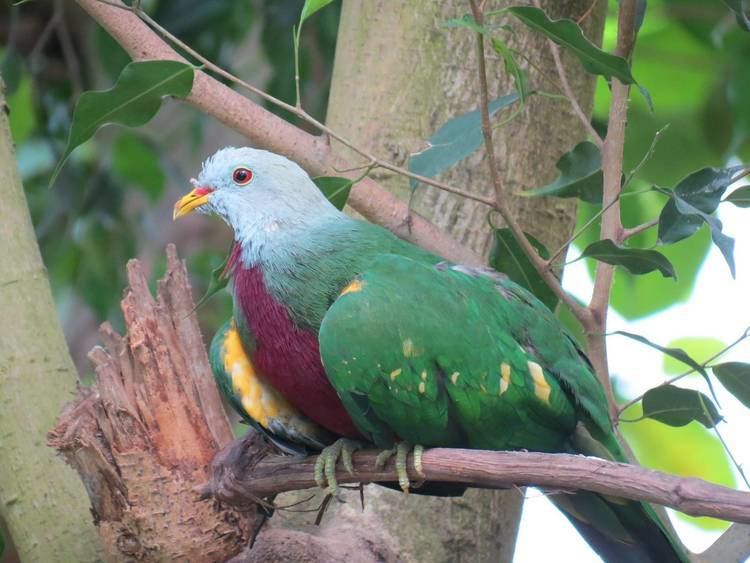 Wompoo fruit dove 5 Interesting Facts About Wompoo FruitDoves Haydens Animal Facts