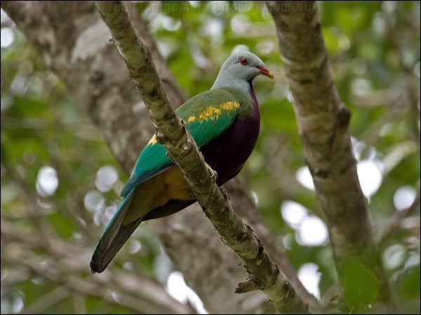 Wompoo fruit dove Wompoo Fruit Dove photo image 1 of 10 by Ian Montgomery at birdway