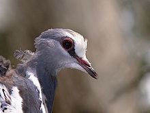 Wonga pigeon httpsuploadwikimediaorgwikipediacommonsthu