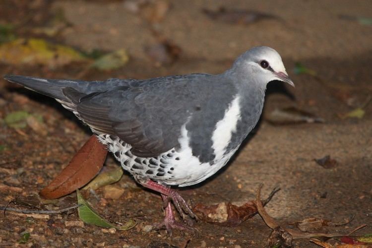 Wonga pigeon Wonga Pigeon Bushpea 19