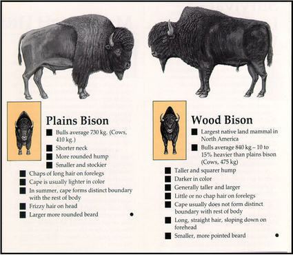 Wood bison Wood Bison Roam the US for First Time in a Century Dbrief