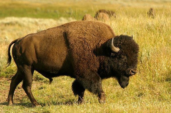 Wood bison Wood Bison Animal Facts and Information