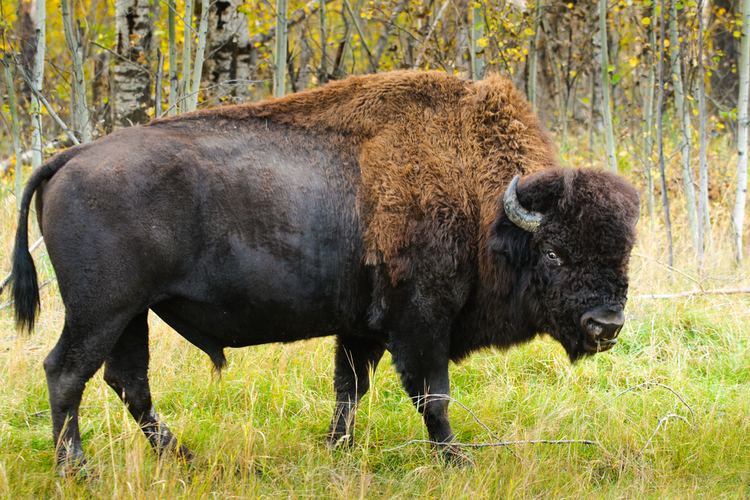 Wood bison Wood Bison Roam the US for First Time in a Century Dbrief