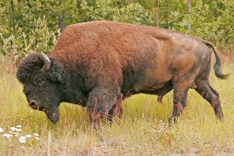 Wood bison Wood bison Wikipedia