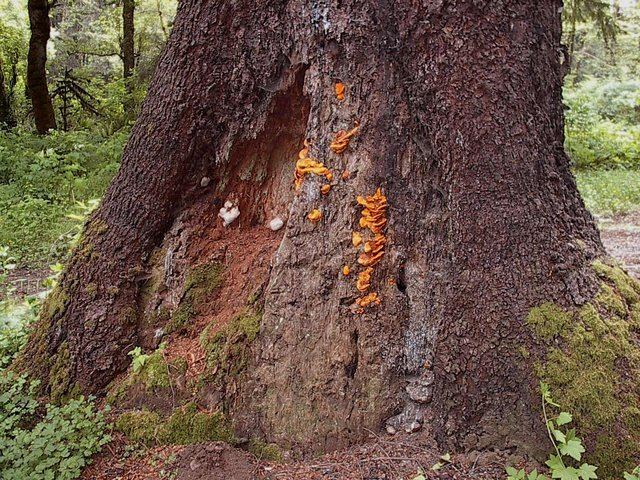 Wood-decay fungus Wood Rots and Decay Fungi Trunk Decay Limb Decay Kramer Tree