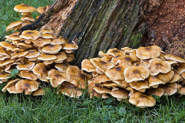 Wood-decay fungus Wood Decay Fungi John B Ward Co