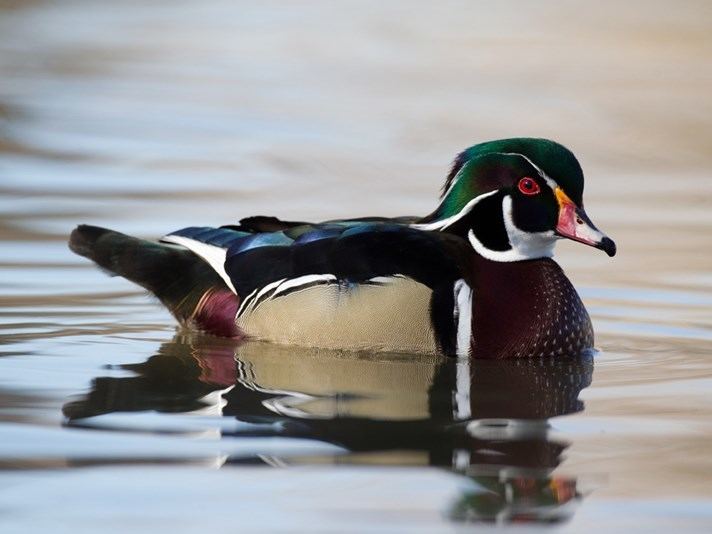 Wood duck Wood Duck Identification All About Birds Cornell Lab of Ornithology