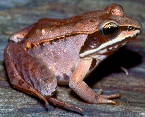 Wood frog DNR Wood Frog Rana sylvatica