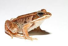 Wood frog Wood frog Wikipedia