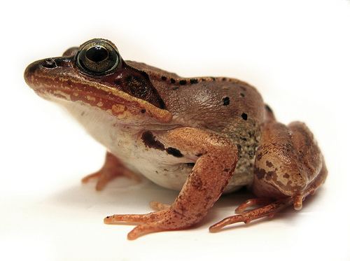 Wood frog Wintering Wood Frogs Freeze Solid The Infinite Spider