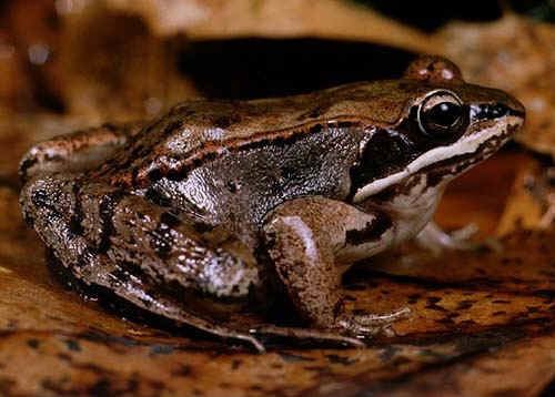 Wood frog wwwkidzonewslwfrogsimageswoodfrogjpg