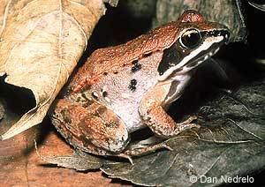 Wood frog EEK Critter Corner Wood Frog