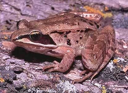 Wood frog Rana sylvatica Wood Frog NorthWoods