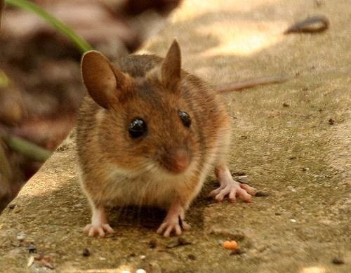 Wood mouse woodmouse Save Leeds Green Belt