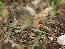 Wood mouse Wood mouse Wikipedia