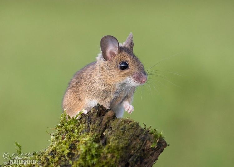 Wood mouse Wood Mouse Pictures Wood Mouse Images NaturePhoto