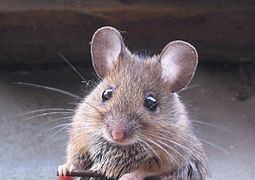 Wood mouse Wood mouse Wikipedia