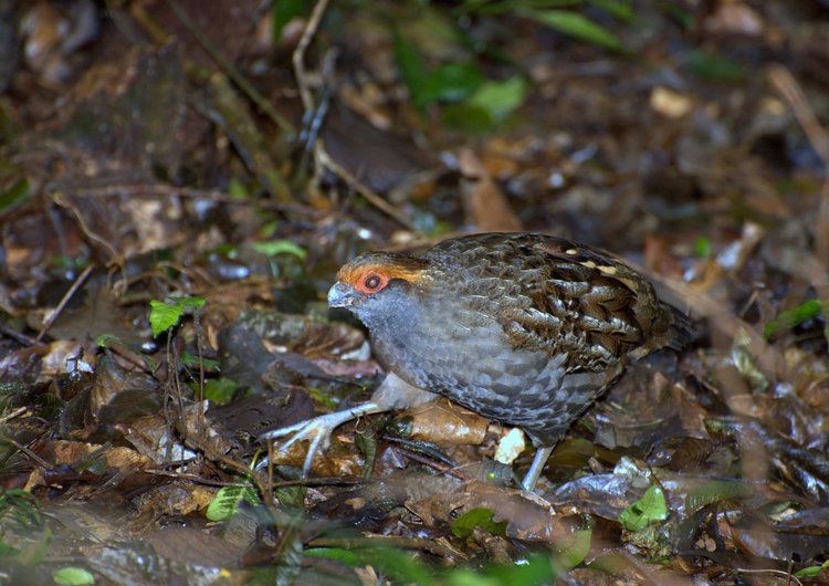 Wood quail Birds of the genus Odontophorus Hotspot Birding