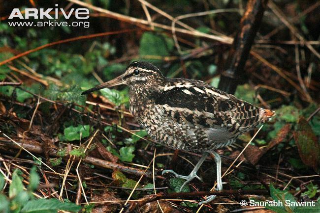 Wood snipe Wood snipe videos photos and facts Gallinago nemoricola ARKive