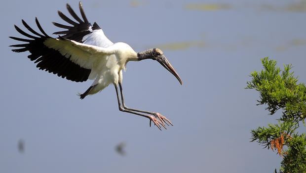 Wood stork American wood stork taken off endangered list CBS News