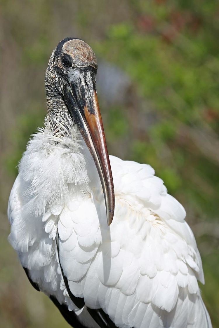 Wood stork Wood Storks Wood Stork Pictures Wood Stork Facts National Geographic