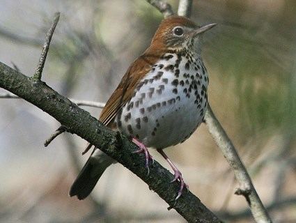 Wood thrush Wood Thrush Identification All About Birds Cornell Lab of