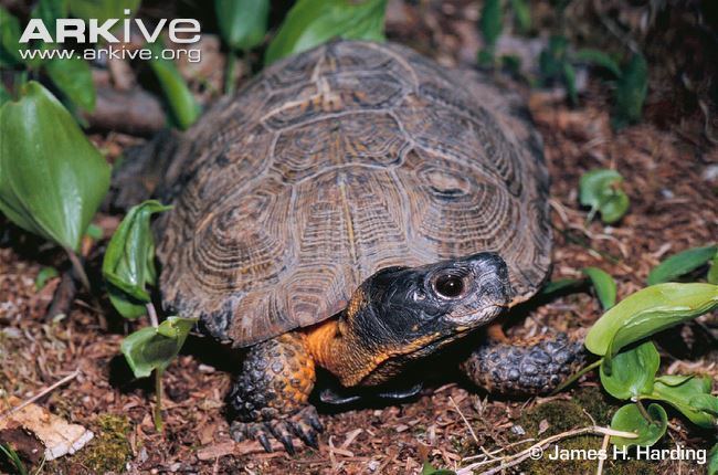 Wood turtle Wood turtle videos photos and facts Glyptemys insculpta ARKive