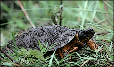 Wood turtle WoodTurtlecom Biology of the NA Wood Turtle
