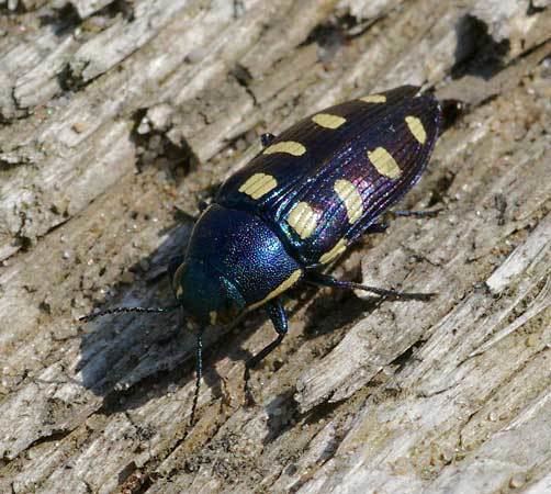 Woodboring beetle httpsmedia1britannicacomebmedia211247210