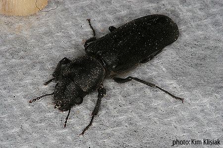 Woodboring beetle Wood Boring Beetle Polycaon BugGuideNet