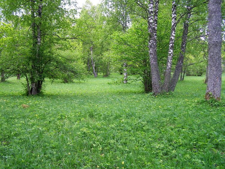 Wooded meadow