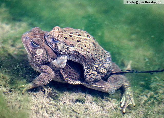 Woodhouse's toad Woodhouses Toad Anaxyrus woodhousii Amphibians of Arizona