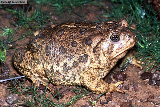 Woodhouse's toad Woodhouses Toad Anaxyrus woodhousii Amphibians of Arizona