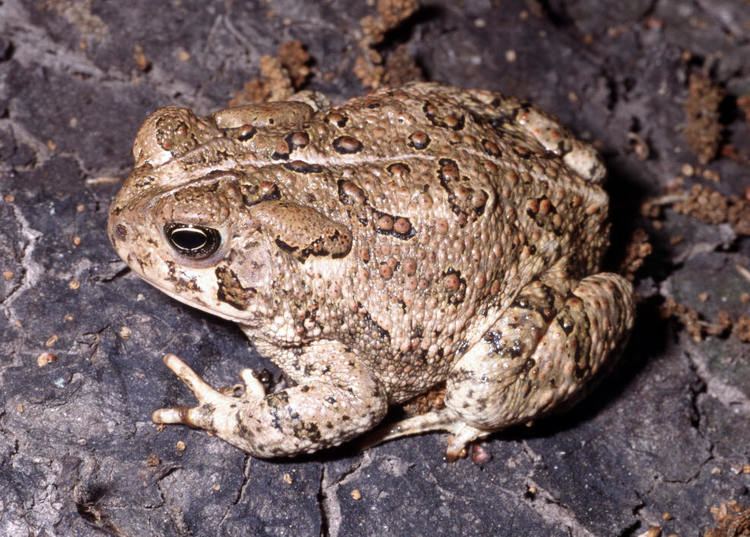 Woodhouse's toad Woodhouses Toad Anaxyrus woodhousei